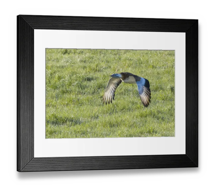 Framed Print : Grosstrappe Maennchen (Otis tarda) im Flug ueber eine Wiese Framed Print : Grosstrappe Maennchen (Otis tarda) im Flug ueber eine Wiese