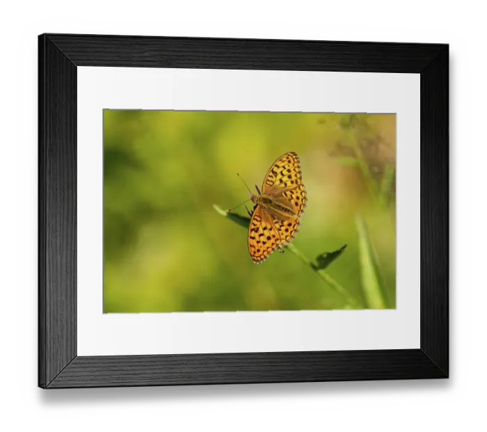 Framed Print : Feuriger Perlmuttfalter (Fabriciana adippe)