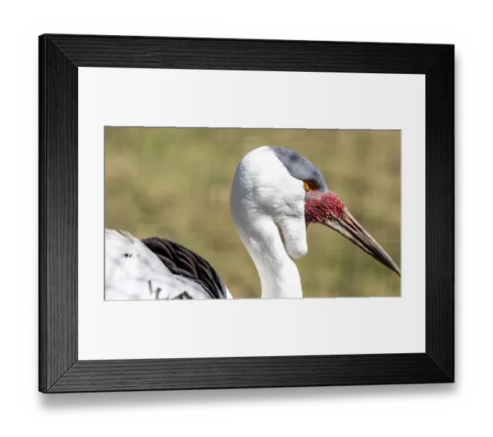 Framed Print : A white Wattled Crane of the Gruidae Family named for the red wattle below its bill
