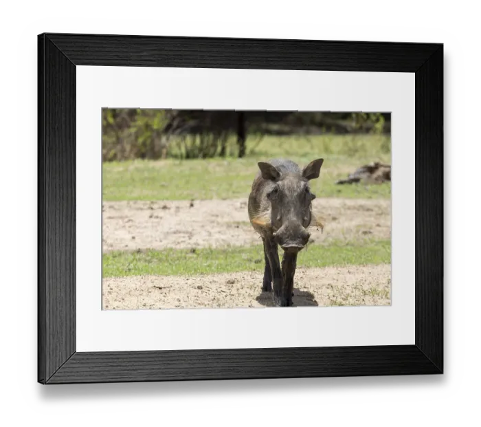 Framed Print : Warthog at the Gaborone Game Reserve in Gaborone