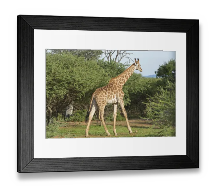Framed Print : Giraffe at the Mokolodi Nature Reserve in Botswana Framed Print : Giraffe at the Mokolodi Nature Reserve in Botswana