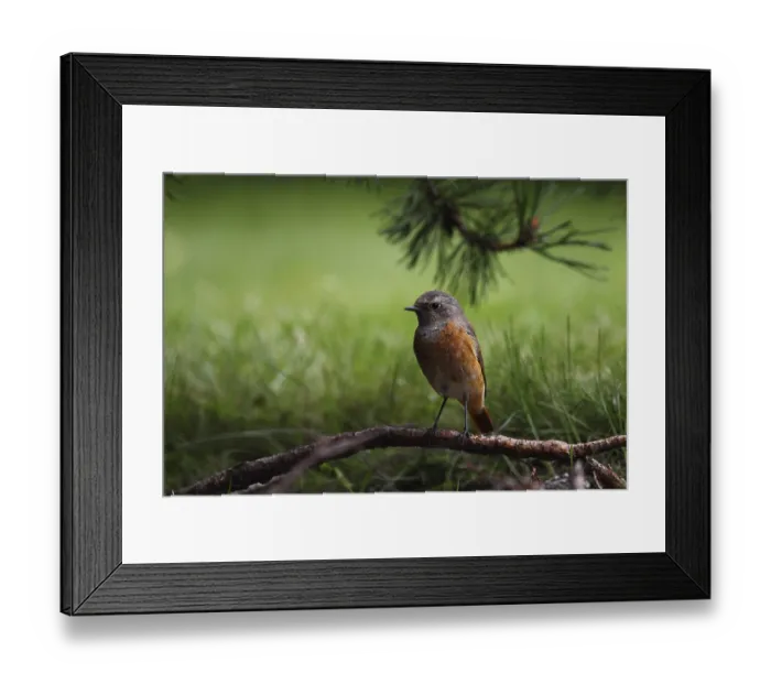 Framed Print : Female redstart