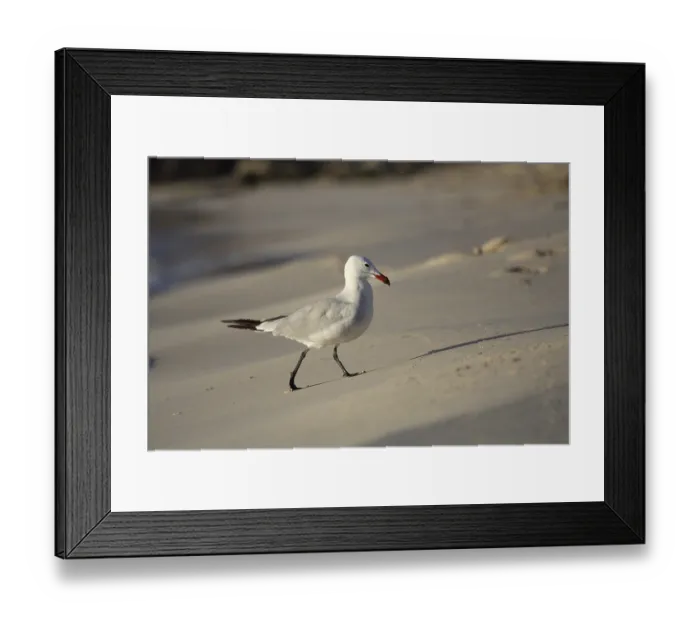 Framed Print : Audouin's gull on the beach of Punta Prima on Menorca Audouin's gull on the beach of Punta Prima on Menorca Framed Print : Audouin's gull on the beach of Punta Prima on Menorca Audouin's gull on the beach of Punta Prima on Menorca