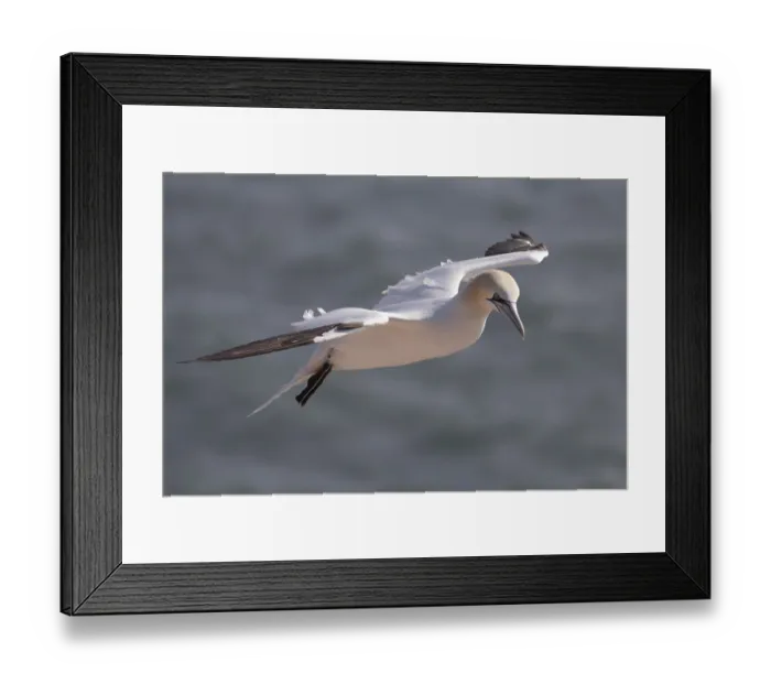 Framed Print : Gannet