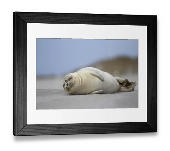 Framed Print : Common seal
