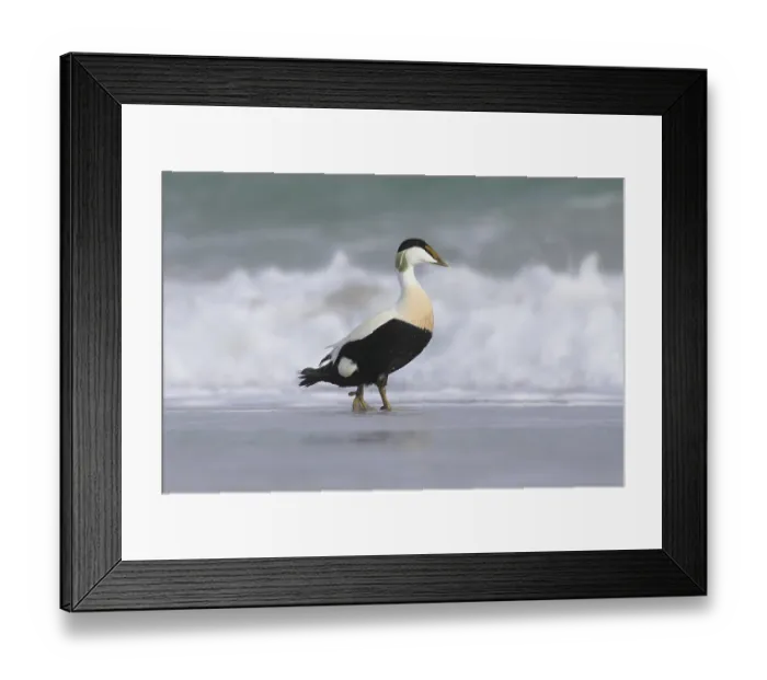 Framed Print : Common eider