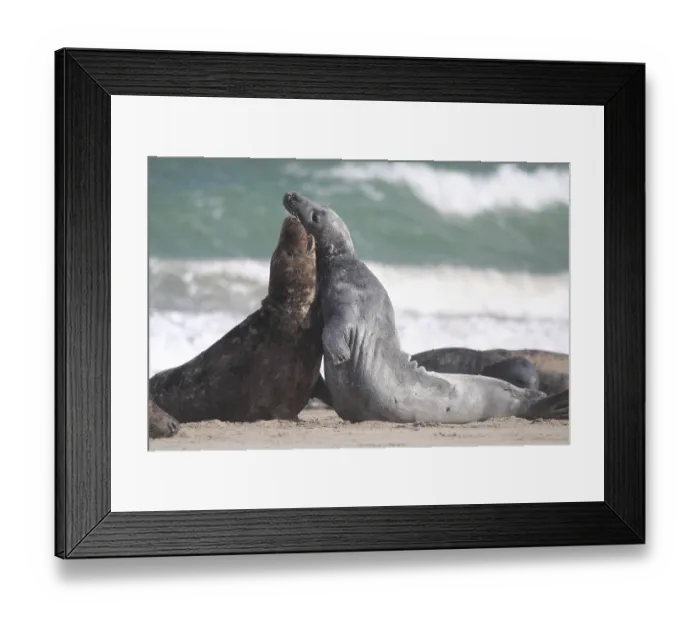 Framed Print : Horsehead seal Framed Print : Horsehead seal