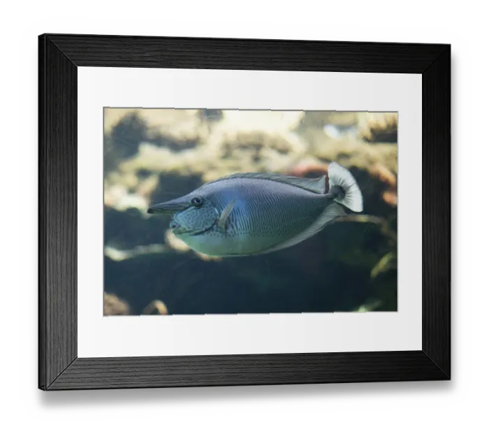 Framed Print : Spotted unicornfish swimming in the aquarium