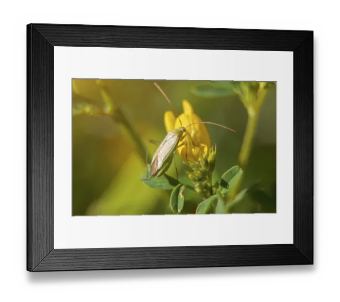 Framed Print : Macro shot of Common Damsel Bug on the flower Framed Print : Macro shot of Common Damsel Bug on the flower