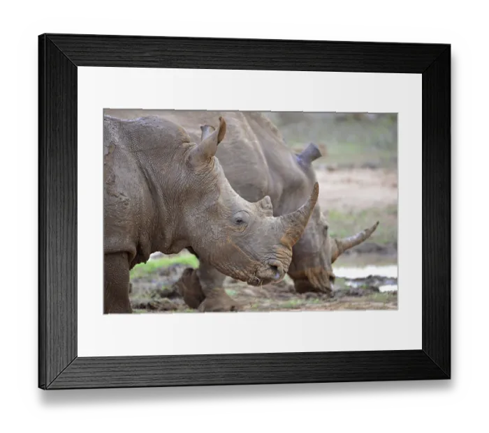 Framed Print : Hlane Royal National Park, Swaziland white rhino