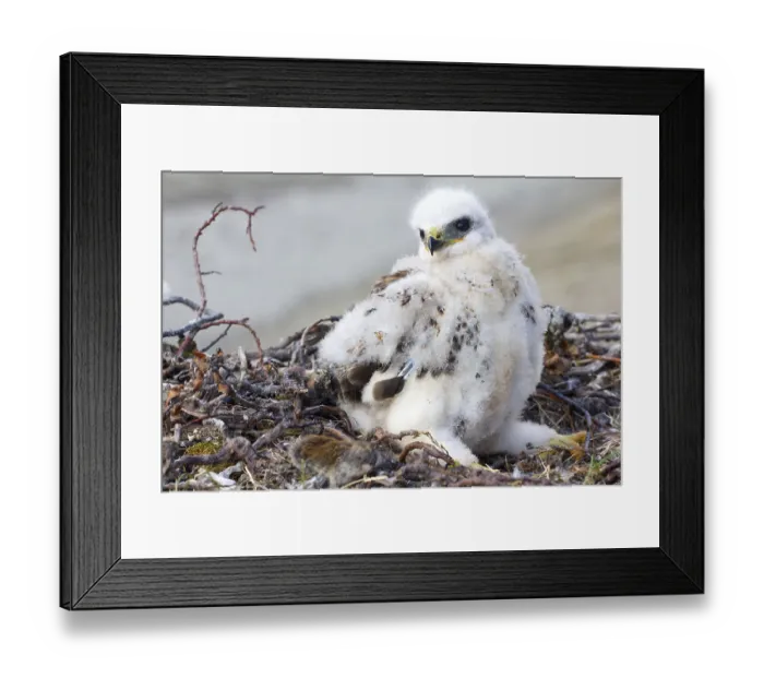 Framed Print : White fluffy chick Rough-legged Buzzard in nest and collared lemming on edge of nest Framed Print : White fluffy chick Rough-legged Buzzard in nest and collared lemming on edge of nest