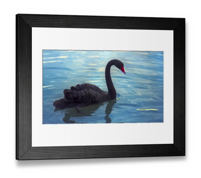 Framed Print : Australian black swan (Cygnus atratus) feeding on pond