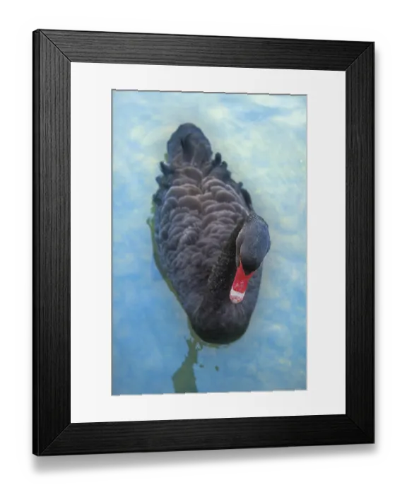 Framed Print : Australischer schwarzer Schwan (Cygnus atratus) futtern auf Teich Australischer schwarzer Schwan (Cygnus atratus)
