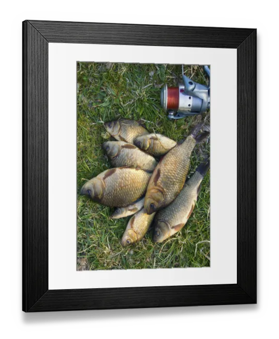 Framed Print : Crucian carp in north ponds