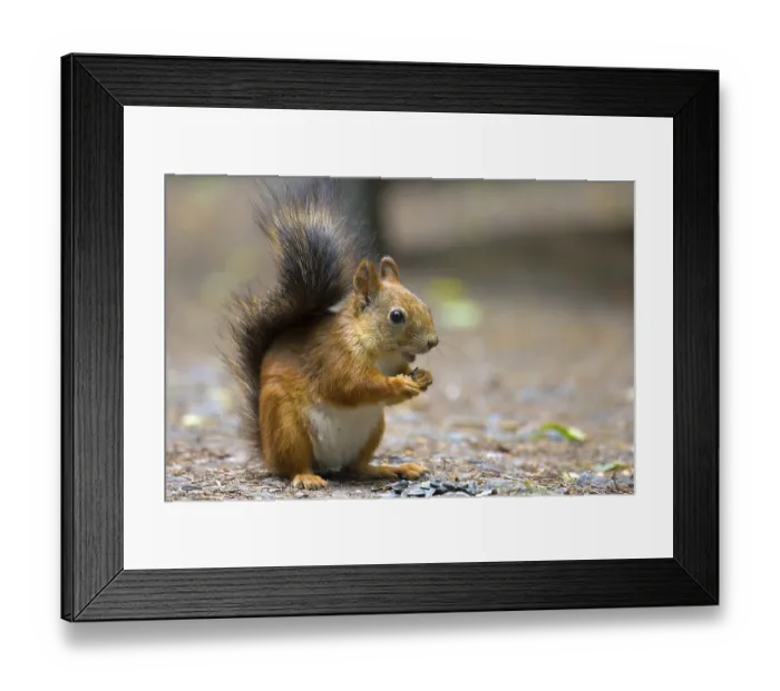 Framed Print : Squirrel in Park closeup on background of summer woods