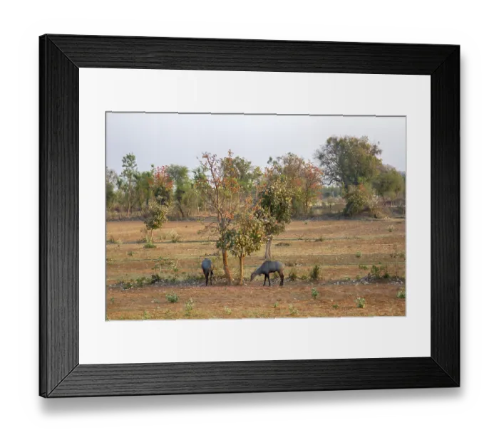 Framed Print : Nilgau antelopes on abandoned farmland eat mulberry fruit in dry season
