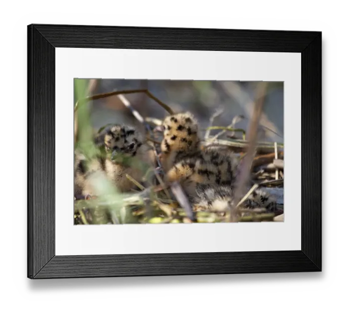 Framed Print : Very cute furry spotted baby birds in a nest Framed Print : Very cute furry spotted baby birds in a nest