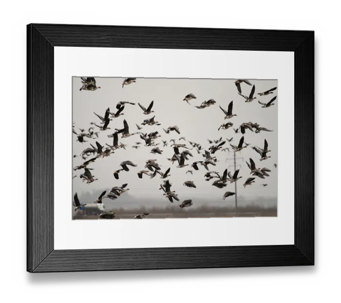Framed Print : Autumn and spring migrations of birds Framed Print : Autumn and spring migrations of birds