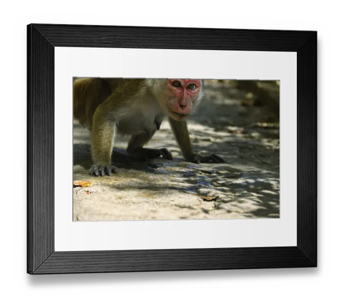 Framed Print : Watering. Toque macaque (Macaca sinica) (feeding female) tries to lick the water oozing on the road stones Framed Print : Watering. Toque macaque (Macaca sinica) (feeding female) tries to lick the water oozing on the road stones
