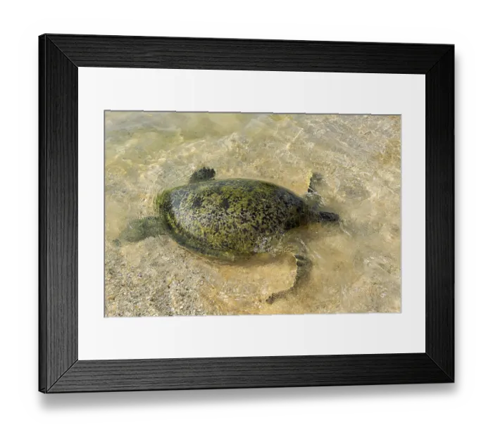 Framed Print : Sea turtle, Loggerhead turtle (Caretta caretta) swam to the shore in shallow water to lay eggs on a sandy beach