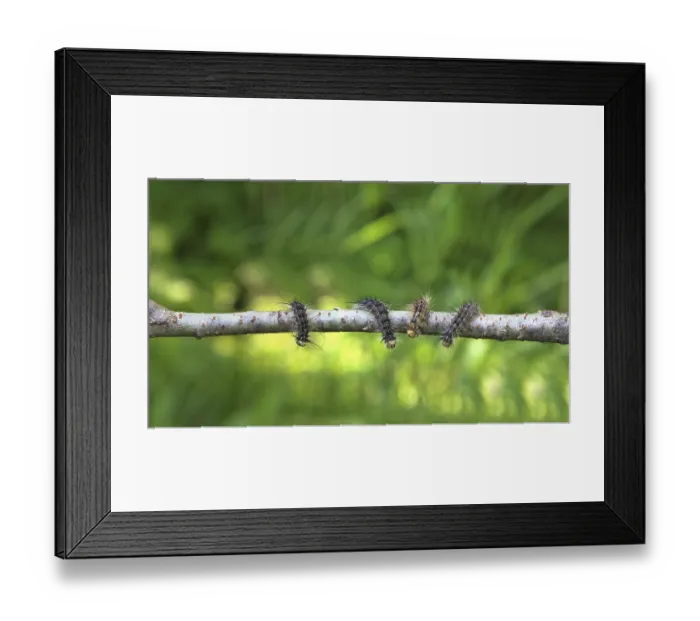 Framed Print : Processionary. Invasion of caterpillars of the Gipsy-moths Framed Print : Processionary. Invasion of caterpillars of the Gipsy-moths
