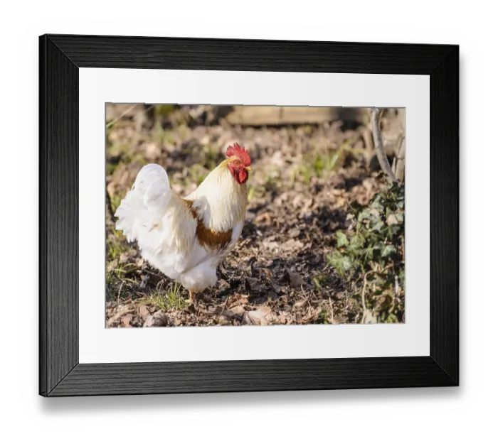 Framed Print : Portrait of a handsome white rooster clucking in the meadow Framed Print : Portrait of a handsome white rooster clucking in the meadow