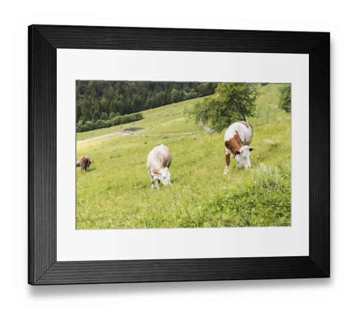 Framed Print : Cows grazing in the meadow in the mountains