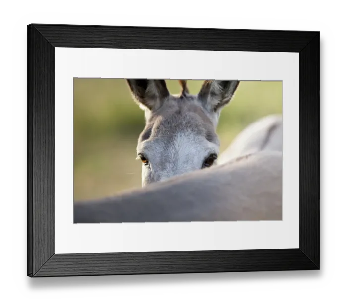 Framed Print : Funny donkey looks over his friends back