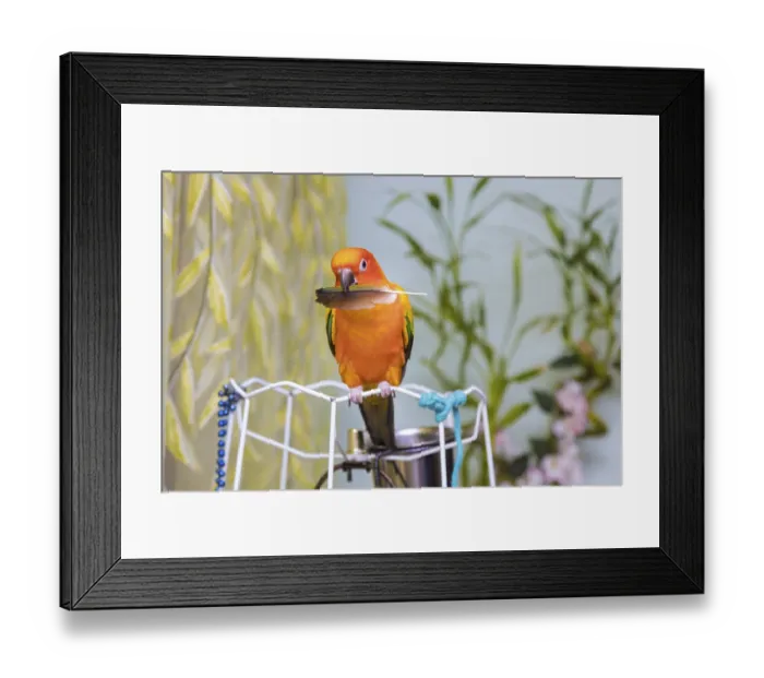 Framed Print : Beautiful birds on the parrot sun conure on holding a parrot feather puppy Framed Print : Beautiful birds on the parrot sun conure on holding a parrot feather puppy
