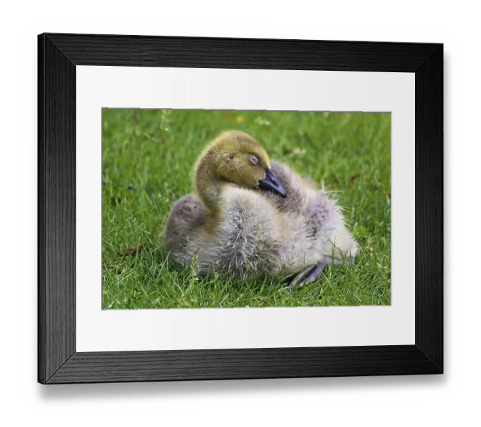 Framed Print : Closeup of a juvenile Canada Goose sleeping