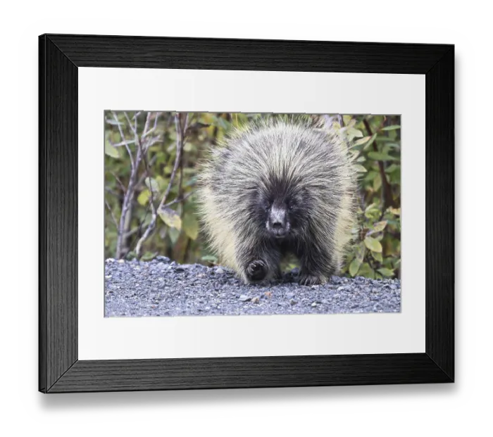 Framed Print : A fat porcupine walks out onto a highway road
