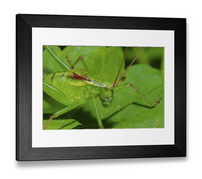 Framed Print : This species can be encountered in most of Europe