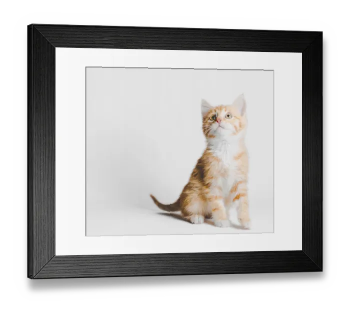 Framed Print : Ginger red tabby kitten sits and looks up on a light background