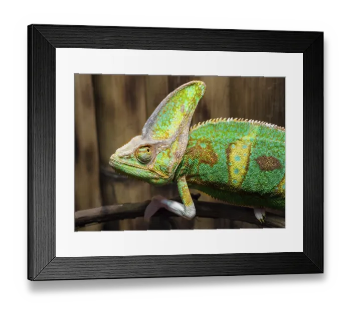 Framed Print : Green chameleon on a branch close up Framed Print : Green chameleon on a branch close up