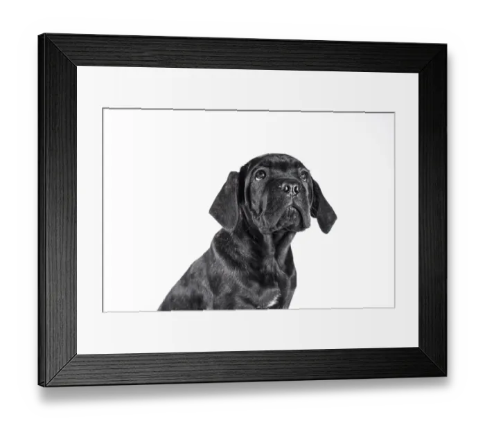 Framed Print : Black cane corso puppy looking up on a white background isolated