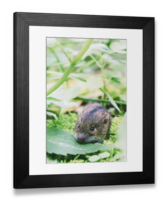 Framed Print : Wald Birke Maus (Sicista betulina) klein in seinem naturlichen Lebensraum Wald Birke Maus (Sicista betulina)