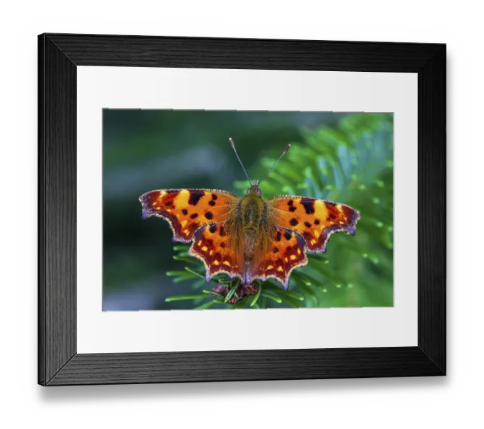 Framed Print : Orange schmetterling auf einem gruenen tannenzweig nahaufnahme