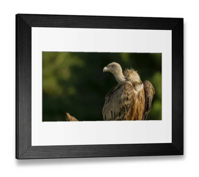 Framed Print : Eurasian Griffon Vulture, Gyps fulvus