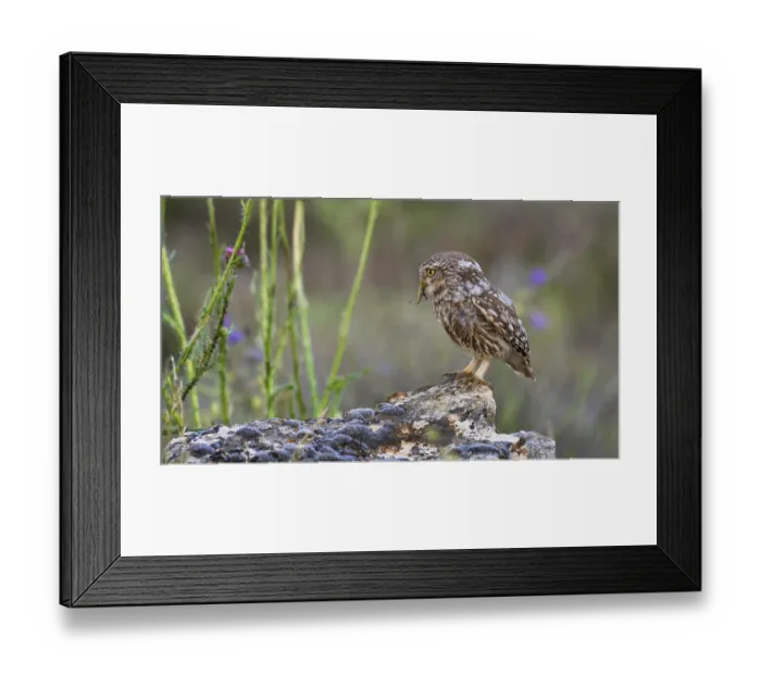 Framed Print : Little Owl, Athene noctua, Mediterranean Forest