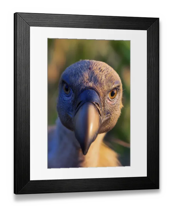 Framed Print : Eurasian Griffon Vulture, Gyps fulvus
