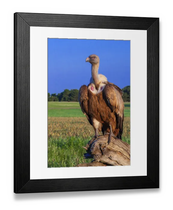 Framed Print : Eurasian Griffon Vulture, Gyps fulvus