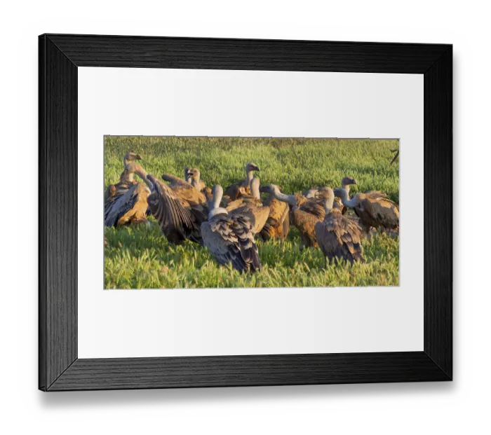 Framed Print : Eurasian Griffon Vulture, Gyps fulvus