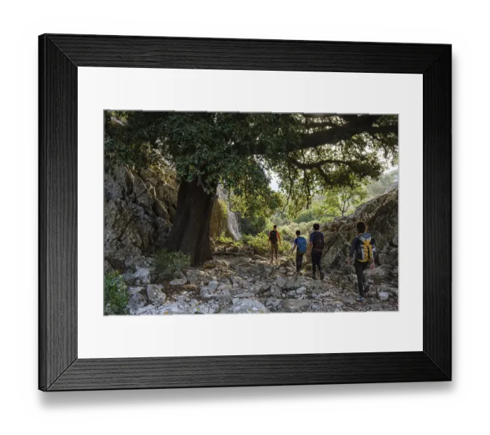Framed Print : Hiker family under a holm oak, Quercus ilex