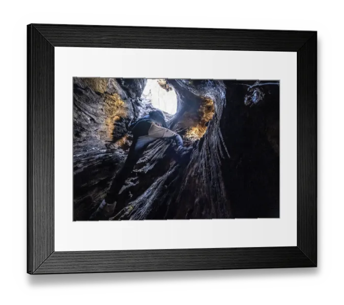 Framed Print : Ascending through the interior of the hollow trunk