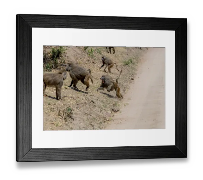 Framed Print : Wild monkeys in the African savannah Framed Print : Wild monkeys in the African savannah