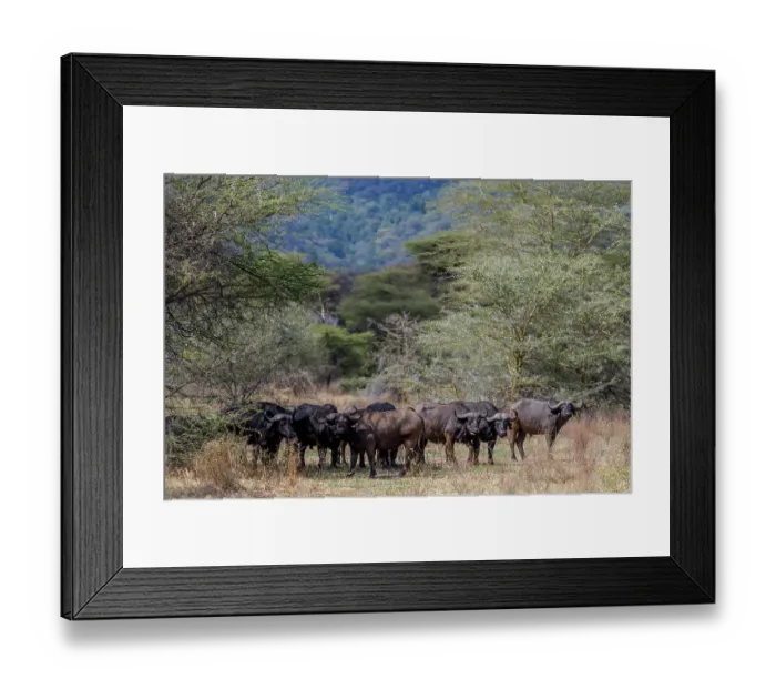 Framed Print : Wild buffalo in the savannah of Africa