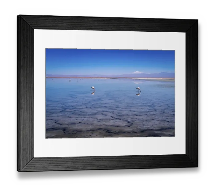 Framed Print : Flamingos in the Atacama salt flat, Chile