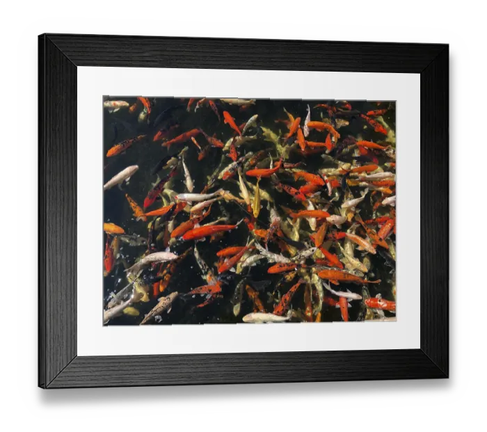 Framed Print : Many different decorative fishes feed in pond