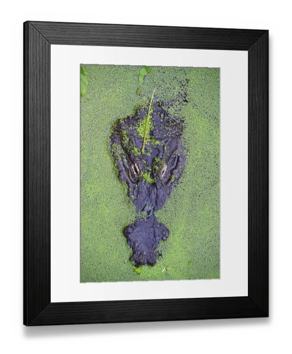 Framed Print : American alligator (Alligator mississippiensis)