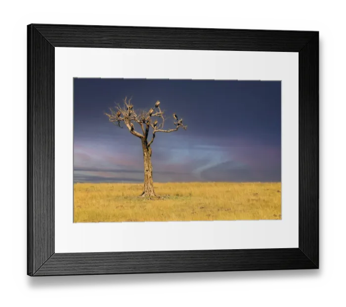 Framed Print : Withered tree with various vulture species in front of a thunderstorm front Framed Print : Withered tree with various vulture species in front of a thunderstorm front